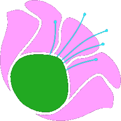 logo sito mandorloinfiore online